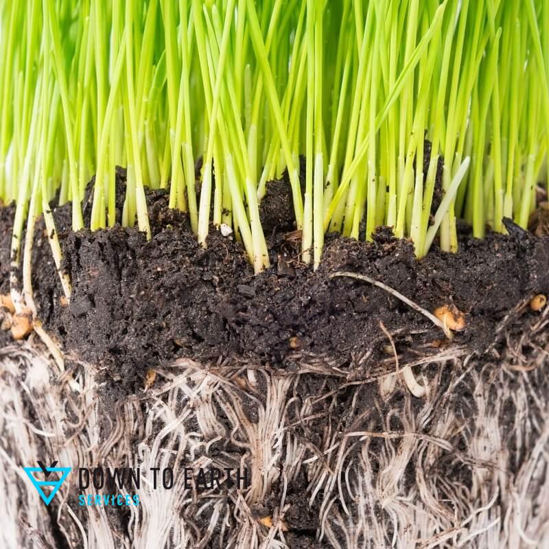 benefits of healthy soil environmental design